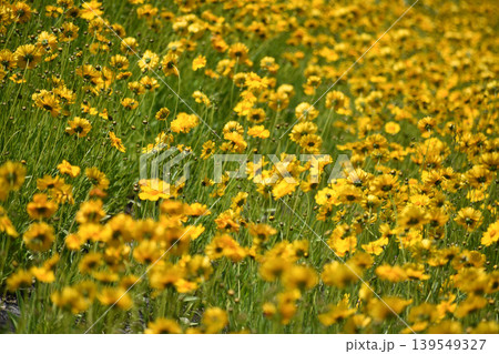 群生するオオキンケイギクの花 群生するオオキンケイギクの花 139549327