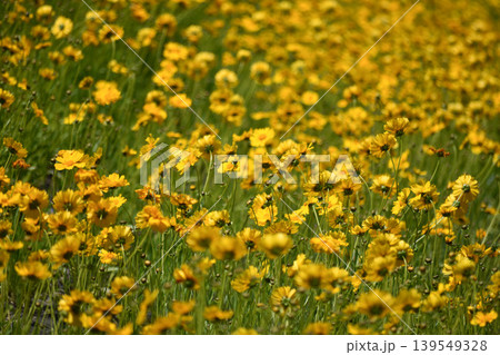 群生するオオキンケイギクの花 群生するオオキンケイギクの花 139549328