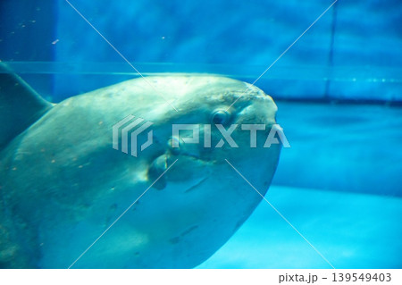 水族館のマンボウ 水族館のマンボウ 139549403