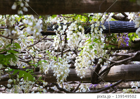 満開に咲く藤の花 139549502