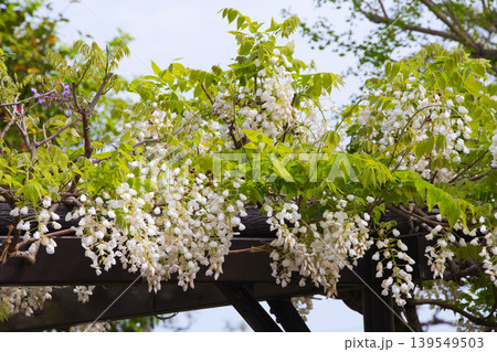満開に咲く藤の花 満開に咲く藤の花 139549503