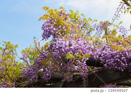 満開に咲く藤の花 満開に咲く藤の花 139549507
