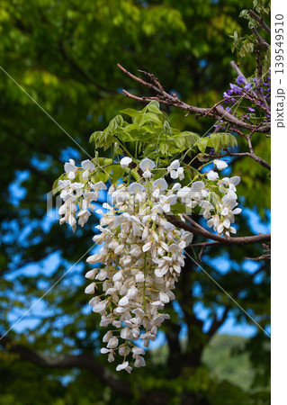 満開に咲く藤の花 満開に咲く藤の花 139549510