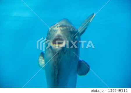 青い水中のユニークな魚 139549511