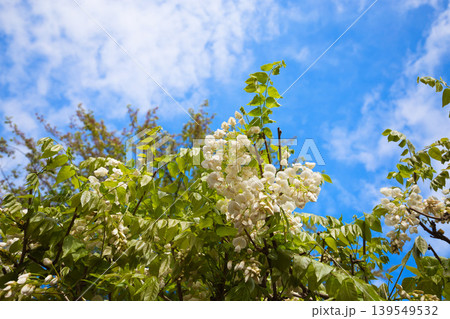 満開に咲く藤の花 満開に咲く藤の花 139549532