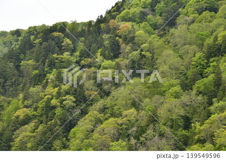 春の北海道厚沢部町で新緑の広葉樹と常緑樹の山の風景を撮影 139549596