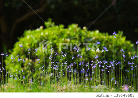 満開に咲く藤の花 満開に咲く藤の花 139549603