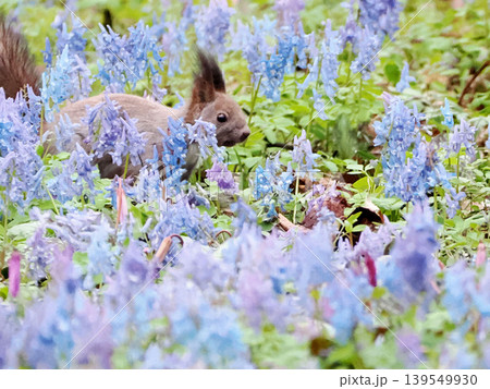 エゾエンゴサクとカタクリの花とエゾリス エゾエンゴサクとカタクリの花とエゾリス 139549930