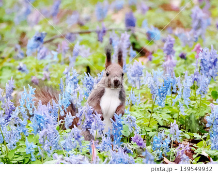 エゾエンゴサクとカタクリの花とエゾリス 139549932