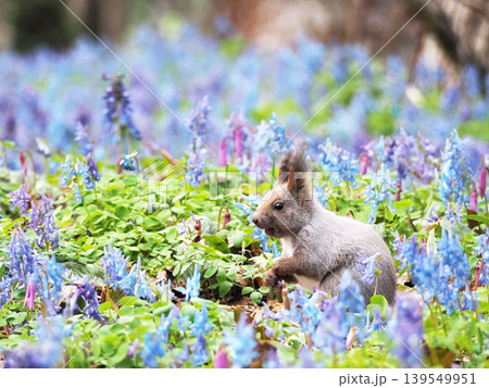 エゾエンゴサクとカタクリの花とエゾリス 139549951