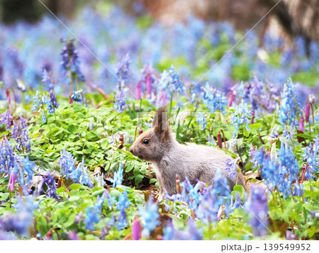 エゾエンゴサクとカタクリの花とエゾリス エゾエンゴサクとカタクリの花とエゾリス 139549952