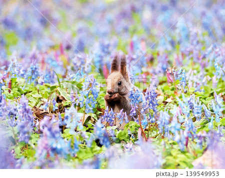 エゾエンゴサクとカタクリの花とエゾリス エゾエンゴサクとカタクリの花とエゾリス 139549953