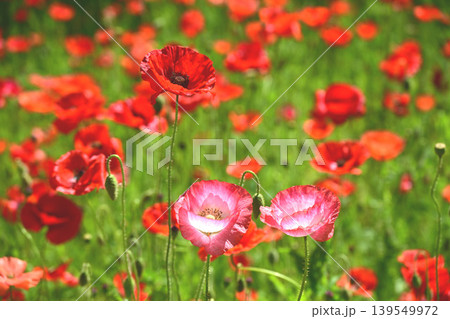 ポピーの花 139549972