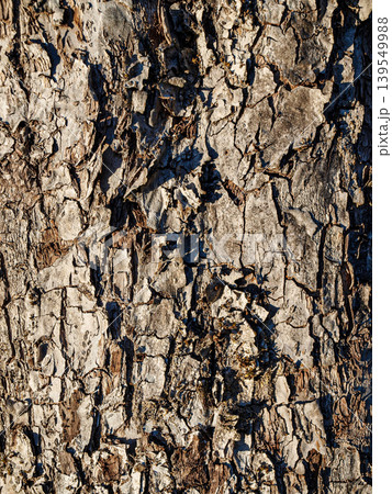 Detailed texture of old apple tree bark. Close-up of an aged tree trunk with deep cracks and natural wood pattern. Organic background of rough garden plant surface. Macro shot of botanical structure Detailed texture of old apple tree bark. Close-up of an aged tree trunk with deep cracks and natural wood pattern. Organic background of rough garden plant surface. Macro shot of botanical structure 139549988