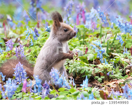 エゾエンゴサクとカタクリの花とエゾリス エゾエンゴサクとカタクリの花とエゾリス 139549993