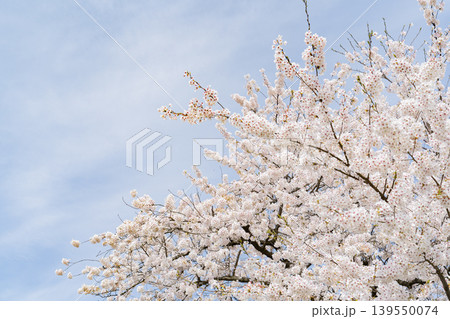 見上げる桜 139550074