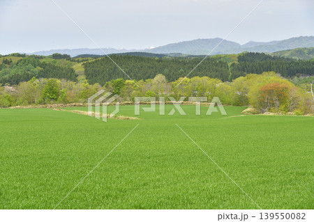 春の北海道厚沢部町で秋まき小麦畑の風景を撮影 春の北海道厚沢部町で秋まき小麦畑の風景を撮影 139550082