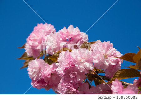 越前陶芸村の春 139550085