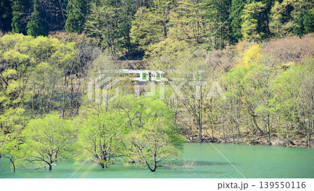 新緑美しい水没林の錦秋湖畔を疾走する 北上線列車 岩手県 新緑美しい水没林の錦秋湖畔を疾走する 北上線列車 岩手県 139550116