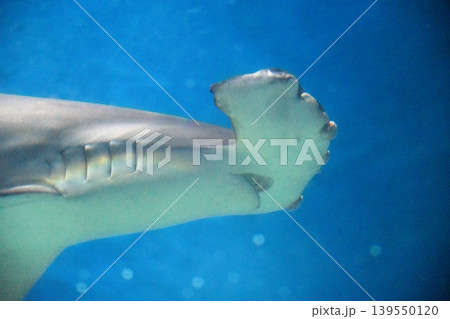 青い海を泳ぐシュモクザメ 青い海を泳ぐシュモクザメ 139550120