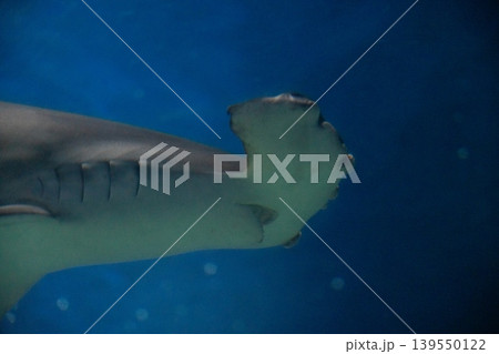 悠々と泳ぐシュモクザメ 悠々と泳ぐシュモクザメ 139550122