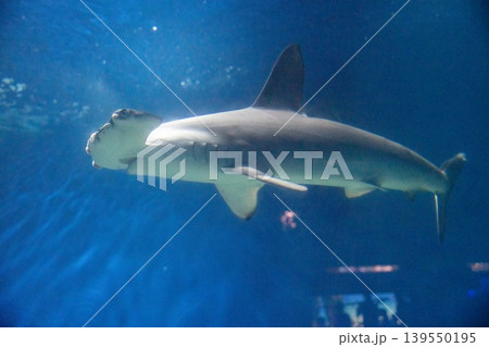 水族館のシュモクザメ 139550195
