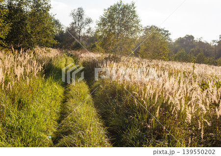 A sun-kissed track meanders through a golden field of tall, feathery grasses, inviting a peaceful journey into nature. Lush green trees line the tranquil path under a bright sky 139550202