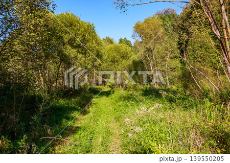 A charming grassy path meanders through a sun-drenched, lush forest. Vibrant green foliage lines the way, beckoning for a serene stroll or bike ride under a clear blue sky 139550205