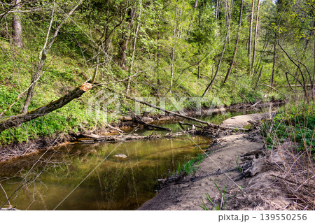 A serene forest stream with a fallen tree spanning its waters, nestled amidst vibrant spring greenery. A tranquil, untouched natural escape A serene forest stream with a fallen tree spanning its waters, nestled amidst vibrant spring greenery. A tranquil, untouched natural escape 139550256