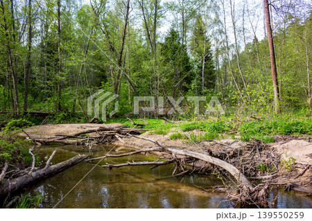 A wild forest stream meanders through lush spring woods. Numerous fallen trees and branches create natural obstacles, emphasizing raw, untamed nature A wild forest stream meanders through lush spring woods. Numerous fallen trees and branches create natural obstacles, emphasizing raw, untamed nature 139550259