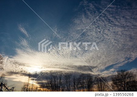 Stunning mackerel sky featuring wispy altocumulus clouds at dawn or dusk. Silhouetted bare trees line the horizon, contrasting with the vibrant sky above 139550268