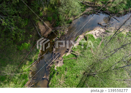 Aerial view of a serene forest creek snaking through vibrant spring greenery. Fallen logs dot the shallow water, hinting at nature's untouched wildness and peaceful flow Aerial view of a serene forest creek snaking through vibrant spring greenery. Fallen logs dot the shallow water, hinting at nature's untouched wildness and peaceful flow 139550277