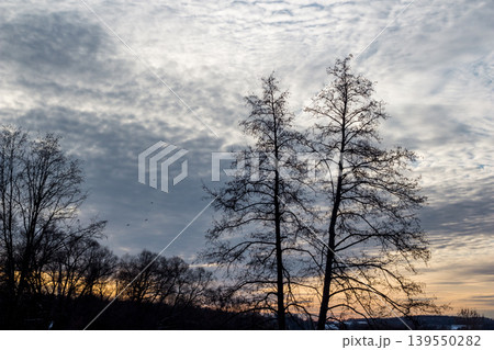 Stark silhouettes of bare winter trees against a dramatic, cloudy sky at dusk. Golden light peeks through distant foliage, with birds soaring. A tranquil, moody nature scene Stark silhouettes of bare winter trees against a dramatic, cloudy sky at dusk. Golden light peeks through distant foliage, with birds soaring. A tranquil, moody nature scene 139550282