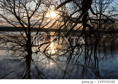 Dramatic silhouettes of trees submerged in floodwaters at sunset, casting serene reflections on the wavy surface. A tranquil evening scene showcasing nature's seasonal transformation 139550288
