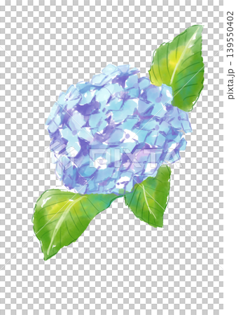 一幅手繪水彩插圖,描繪了盛開的繡球花。 一幅手繪水彩插圖,描繪了盛開的繡球花。 139550402