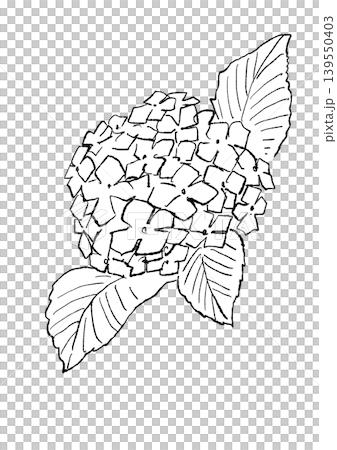 一幅手繪線條藝術插圖,描繪了盛開的繡球花。 一幅手繪線條藝術插圖,描繪了盛開的繡球花。 139550403
