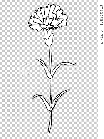 咲き誇るカーネーションの花の手描きの線画イラスト 咲き誇るカーネーションの花の手描きの線画イラスト 139550413