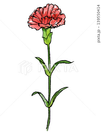 咲き誇るカーネーションの花の手描きの線画と水彩イラスト 咲き誇るカーネーションの花の手描きの線画と水彩イラスト 139550414