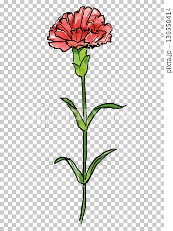 咲き誇るカーネーションの花の手描きの線画と水彩イラスト 咲き誇るカーネーションの花の手描きの線画と水彩イラスト 139550414