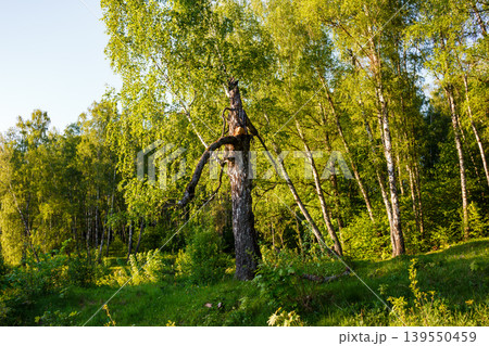 A striking, old birch tree, with a dramatically broken trunk and distinctive branch, rises from the verdant sunlit forest A striking, old birch tree, with a dramatically broken trunk and distinctive branch, rises from the verdant sunlit forest 139550459