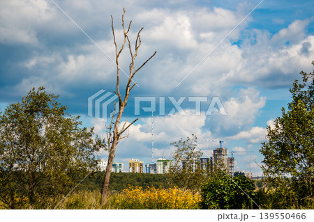 Stark, gnarly dead tree dominates the foreground. Cloudy blue sky above, with a distant cityscape featuring new high-rises and construction cranes Stark, gnarly dead tree dominates the foreground. Cloudy blue sky above, with a distant cityscape featuring new high-rises and construction cranes 139550466