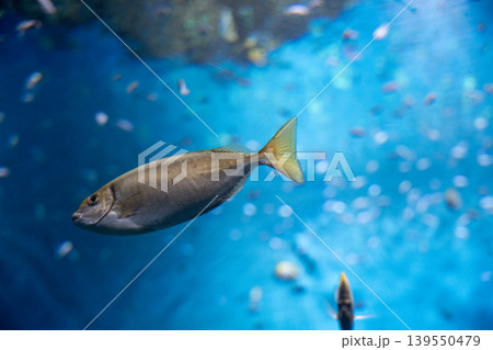 青の世界を泳ぐ魚 青の世界を泳ぐ魚 139550479