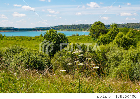 Wild white blooms sprout from a sun-kissed meadow. Verdant shrubs and a serene turquoise lake span under a clear, azure sky Wild white blooms sprout from a sun-kissed meadow. Verdant shrubs and a serene turquoise lake span under a clear, azure sky 139550480