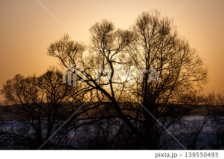 Stark bare trees silhouetted against a vibrant golden sunset, the blazing sun peeking through intricate branches. A tranquil winter vista Stark bare trees silhouetted against a vibrant golden sunset, the blazing sun peeking through intricate branches. A tranquil winter vista 139550493