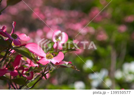 春の花咲くゆりの里公園 春の花咲くゆりの里公園 139550577