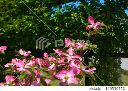春の花咲くゆりの里公園 139550578