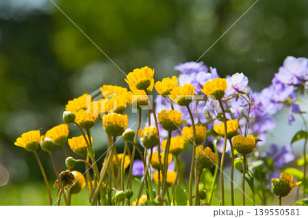 春の花咲くゆりの里公園 139550581