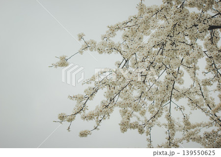 Beautiful white blossoms of Prunus cerasifera cherry plum tree against a grey spring sky in park 139550625