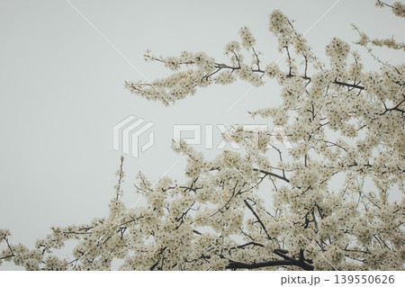 Beautiful white blossoms of Prunus cerasifera cherry plum tree against a grey spring sky in park Beautiful white blossoms of Prunus cerasifera cherry plum tree against a grey spring sky in park 139550626