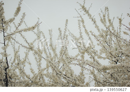 Beautiful white blossoms of Prunus cerasifera cherry plum tree against a grey spring sky in park Beautiful white blossoms of Prunus cerasifera cherry plum tree against a grey spring sky in park 139550627